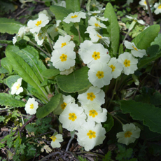 Wildflower Wild Primrose